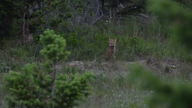 Kızıl tilki yavruları inlerinde vahşi doğada