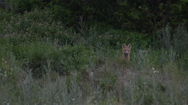Kızıl tilki yavruları inlerinde vahşi doğada
