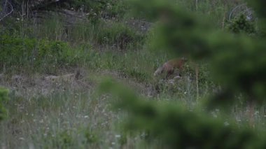 Kızıl tilki yavruları inlerinde vahşi doğada