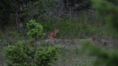 Kızıl tilki yavruları inlerinde vahşi doğada