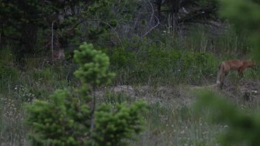 Kızıl tilki yavruları inlerinde vahşi doğada