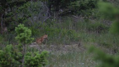 Kızıl tilki yavruları inlerinde vahşi doğada