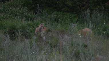 Kızıl Tilki ailesi baharda yuvalarında