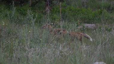 Kızıl Tilki ailesi baharda yuvalarında