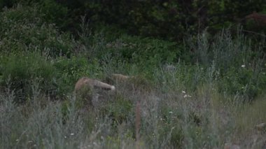Kızıl Tilki ailesi baharda yuvalarında