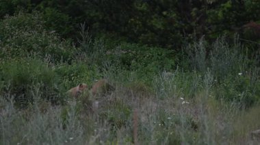 Kızıl Tilki ailesi baharda yuvalarında