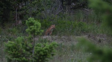 Kızıl Tilki ailesi baharda yuvalarında