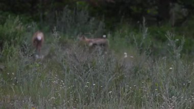 Kızıl Tilki ailesi baharda yuvalarında