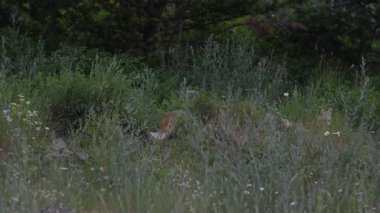 Kızıl Tilki ailesi baharda yuvalarında