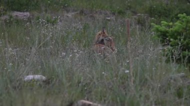 Kızıl Tilki ailesi baharda yuvalarında
