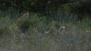 Kızıl Tilki ailesi baharda yuvalarında