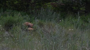 Kızıl Tilki ailesi baharda yuvalarında