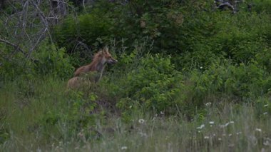 Kızıl Tilki ailesi baharda yuvalarında