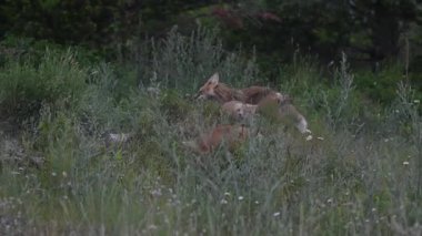 Kızıl Tilki ailesi baharda yuvalarında