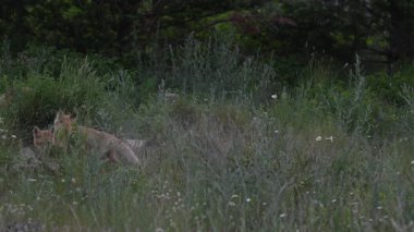 Kızıl Tilki ailesi baharda yuvalarında