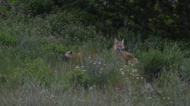 Kızıl Tilki ailesi baharda yuvalarında