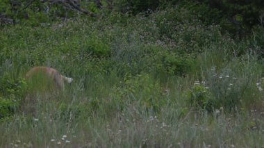 Kızıl Tilki ailesi baharda yuvalarında
