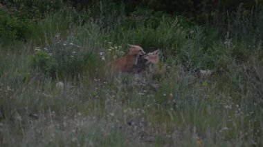 Kızıl Tilki ailesi baharda yuvalarında