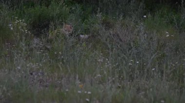 Kızıl Tilki ailesi baharda yuvalarında