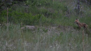 Kızıl Tilki ailesi baharda yuvalarında