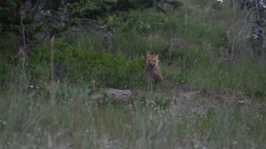 Kızıl Tilki ailesi baharda yuvalarında
