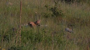 Kızıl Tilki ailesi baharda yuvalarında