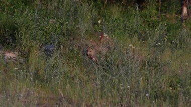 Kızıl Tilki ailesi baharda yuvalarında