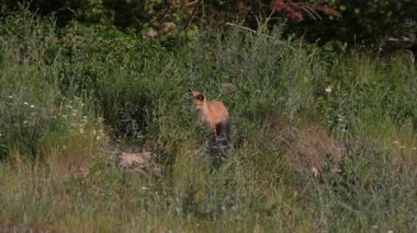 Kızıl tilki yavruları yuvalarında oynuyorlar.