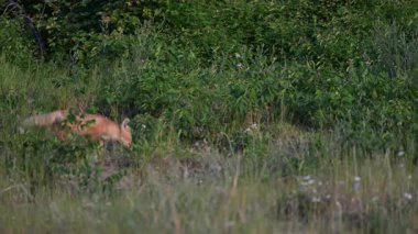 Kızıl tilki yavruları yuvalarında oynuyorlar.