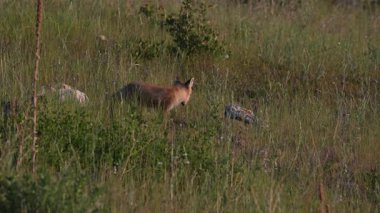 Kızıl tilki yavruları yuvalarında oynuyorlar.