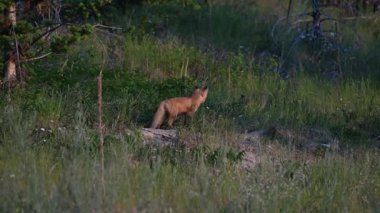Kızıl tilki yavruları yuvalarında oynuyorlar.