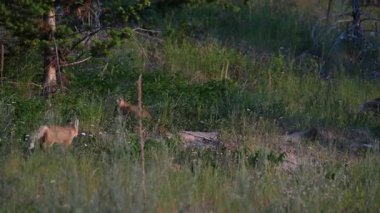 Kızıl tilki yavruları yuvalarında oynuyorlar.