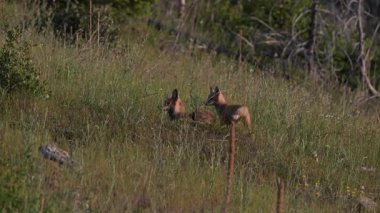 Kızıl tilki yavruları yuvalarında oynuyorlar.