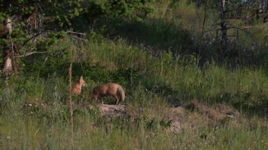 Kızıl tilki yavruları yuvalarında oynuyorlar.