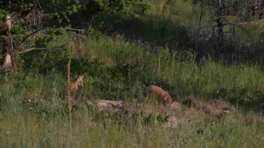 Kızıl tilki yavruları yuvalarında oynuyorlar.