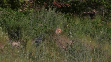 Kızıl tilki yavruları yuvalarında oynuyorlar.