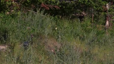 Kızıl tilki yavruları yuvalarında oynuyorlar.