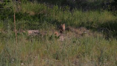 Kızıl tilki yavruları yuvalarında oynuyorlar.