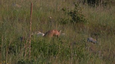 Kızıl tilki yavruları yuvalarında oynuyorlar.
