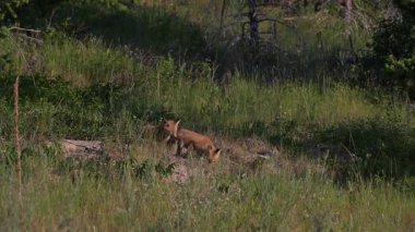 Kızıl tilki yavruları yuvalarında oynuyorlar.