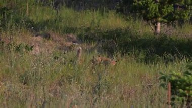 Kızıl tilki yavruları yuvalarında oynuyorlar.