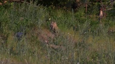 Kızıl tilki yavruları yuvalarında oynuyorlar.