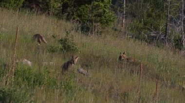 Kızıl tilki yavruları yuvalarında oynuyorlar.
