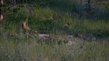 Kızıl tilki yavruları yuvalarında oynuyorlar.