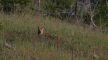 Kızıl tilki yavruları yuvalarında oynuyorlar.