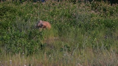 Kızıl tilki yavruları yuvalarında oynuyorlar.