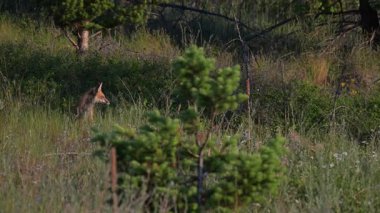 Kızıl tilki yavruları yuvalarında oynuyorlar.