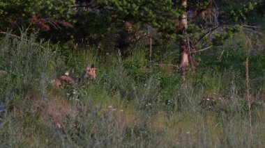 Kızıl tilki yavruları yuvalarında oynuyorlar.