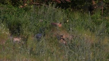 Kızıl tilki yavruları yuvalarında oynuyorlar.