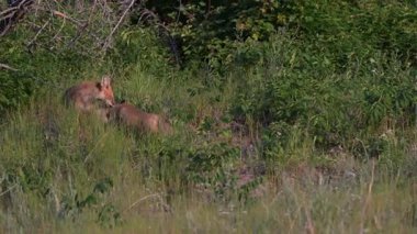 Kızıl tilki yavruları yuvalarında oynuyorlar.